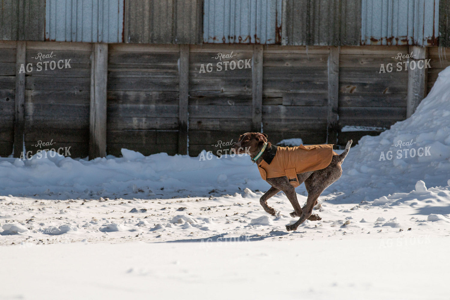 Farm Dog 157120