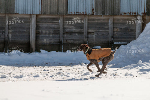 Farm Dog 157120
