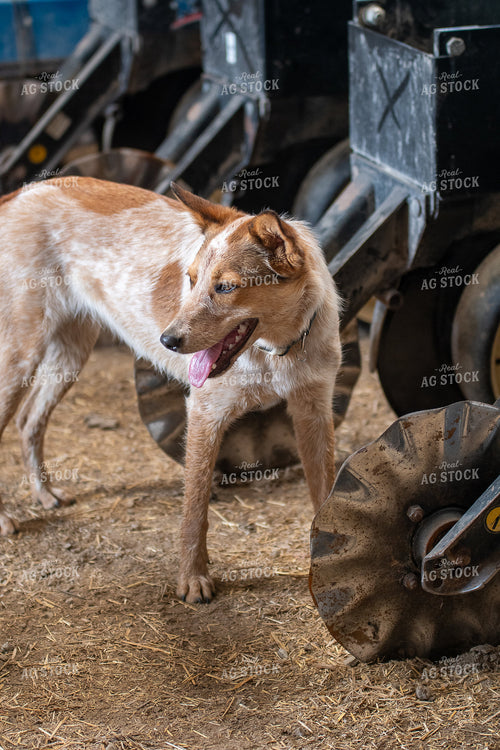 Dog in Shed 50273