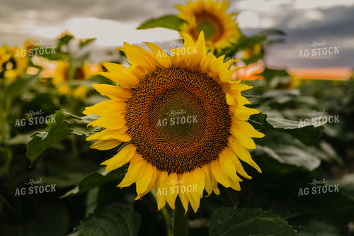 Sunflowers 185238