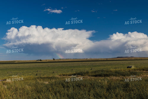 Hay Field 61050