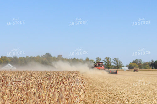 Soybean Harvest 109037