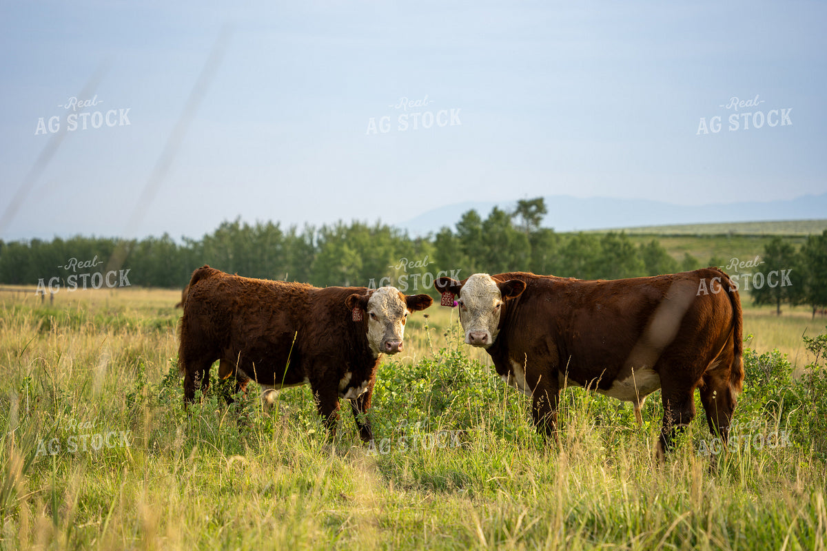 Hereford Cattle on Pasture 65952