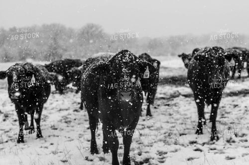 Cattle in the Snow 59040