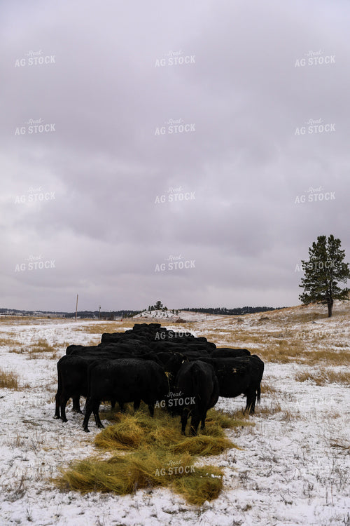 Commercial Black Angus Eating Hay in Winter Pasture 87020