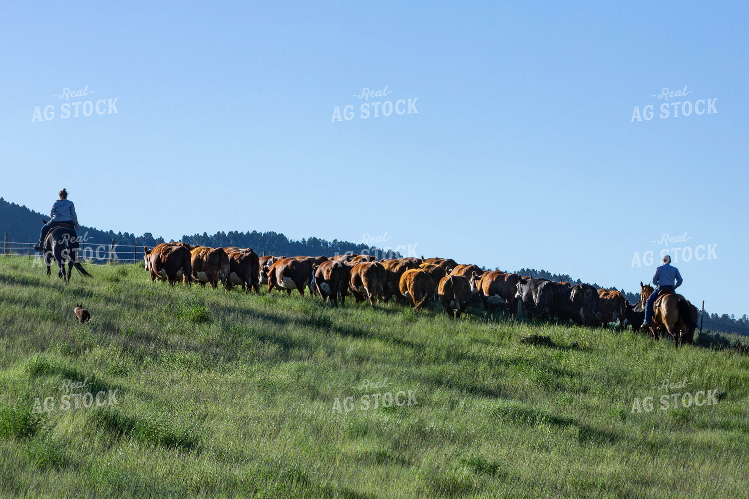 Cattlemen and Cattle in Pasture 81106