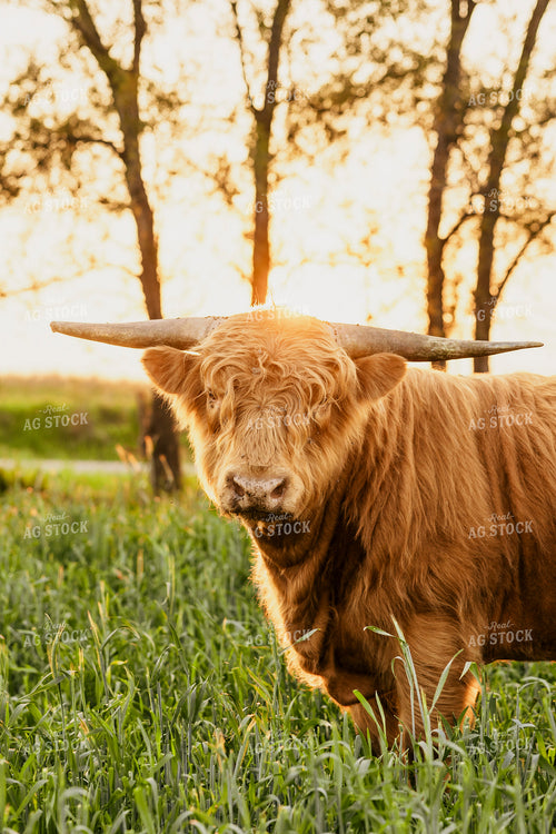 Highland Cattle 207014