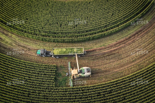 Silage Harvest 56022