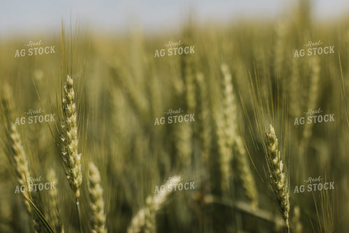 Wheat Field 7855