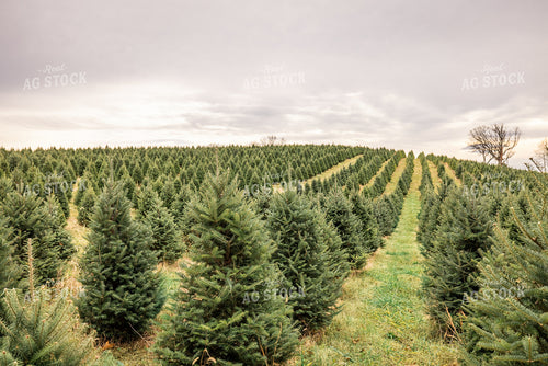 Evergreen Trees 270124