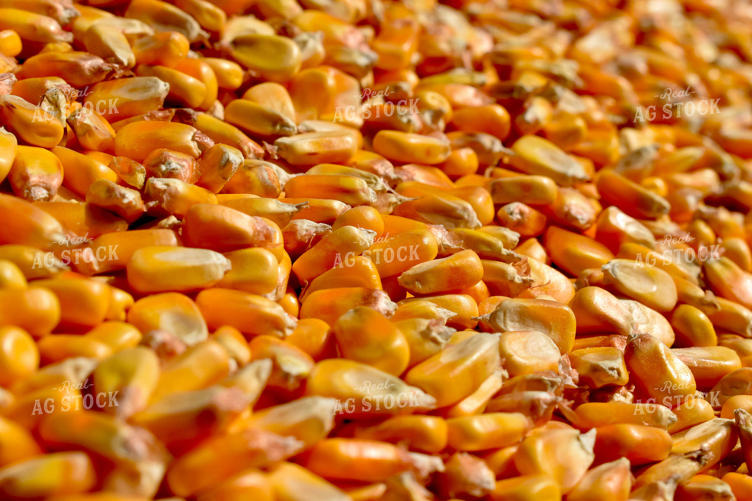 Close Up of Corn Kernels 84039