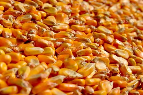 Close Up of Corn Kernels 84039