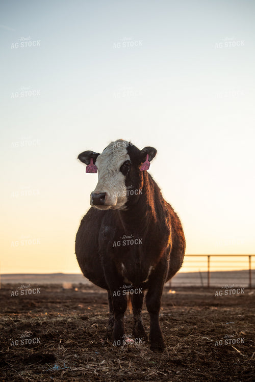 Calving Season 155549