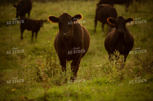 Cattle 2426