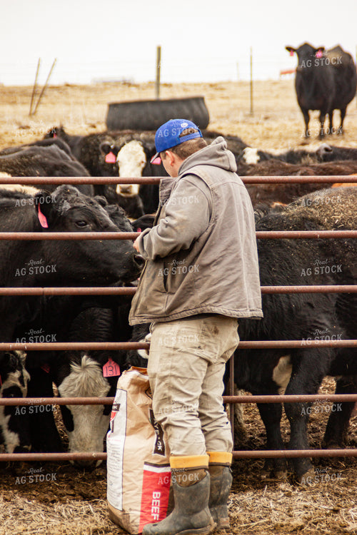 Feeding Cattle 155163