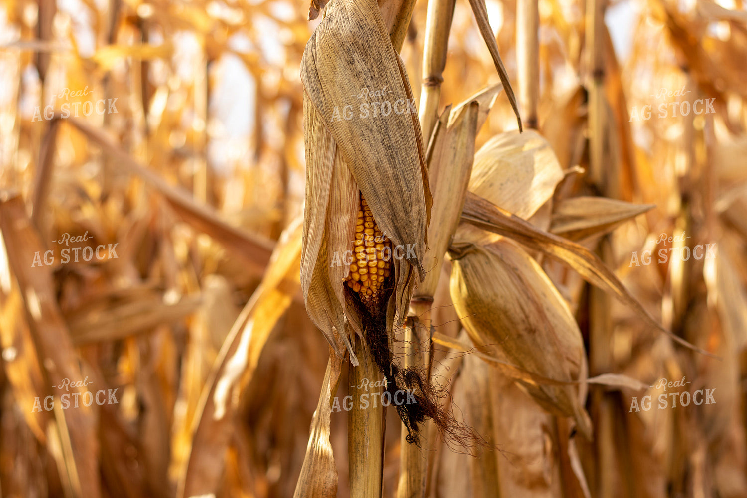 Dried Corn Field 67151