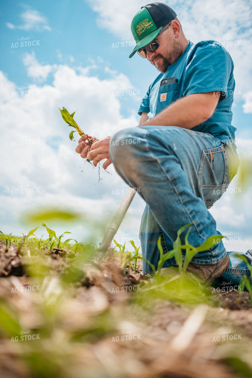 Farmer Checks Root System of Early Growth Corn in Field 56680