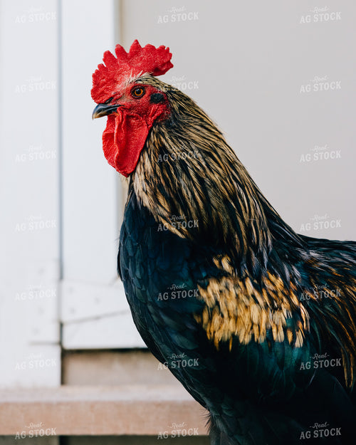 Backyard Chickens 178063