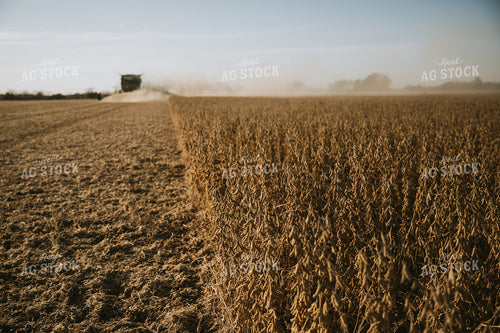 Soybean Harvest 7192