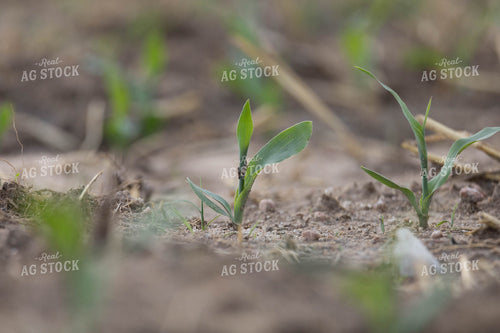 Early Growth Corn 97027