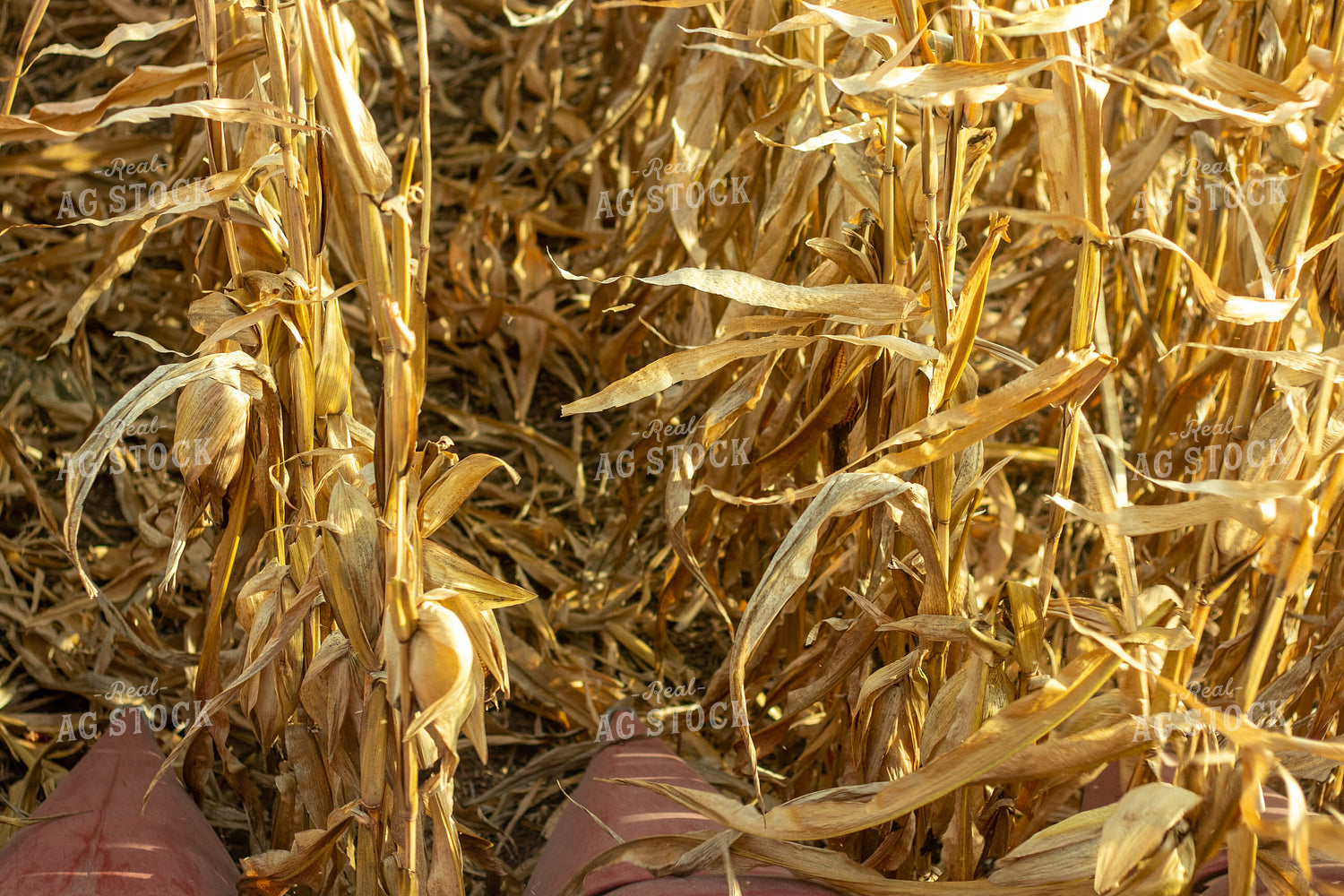 Dried Corn Field 67160