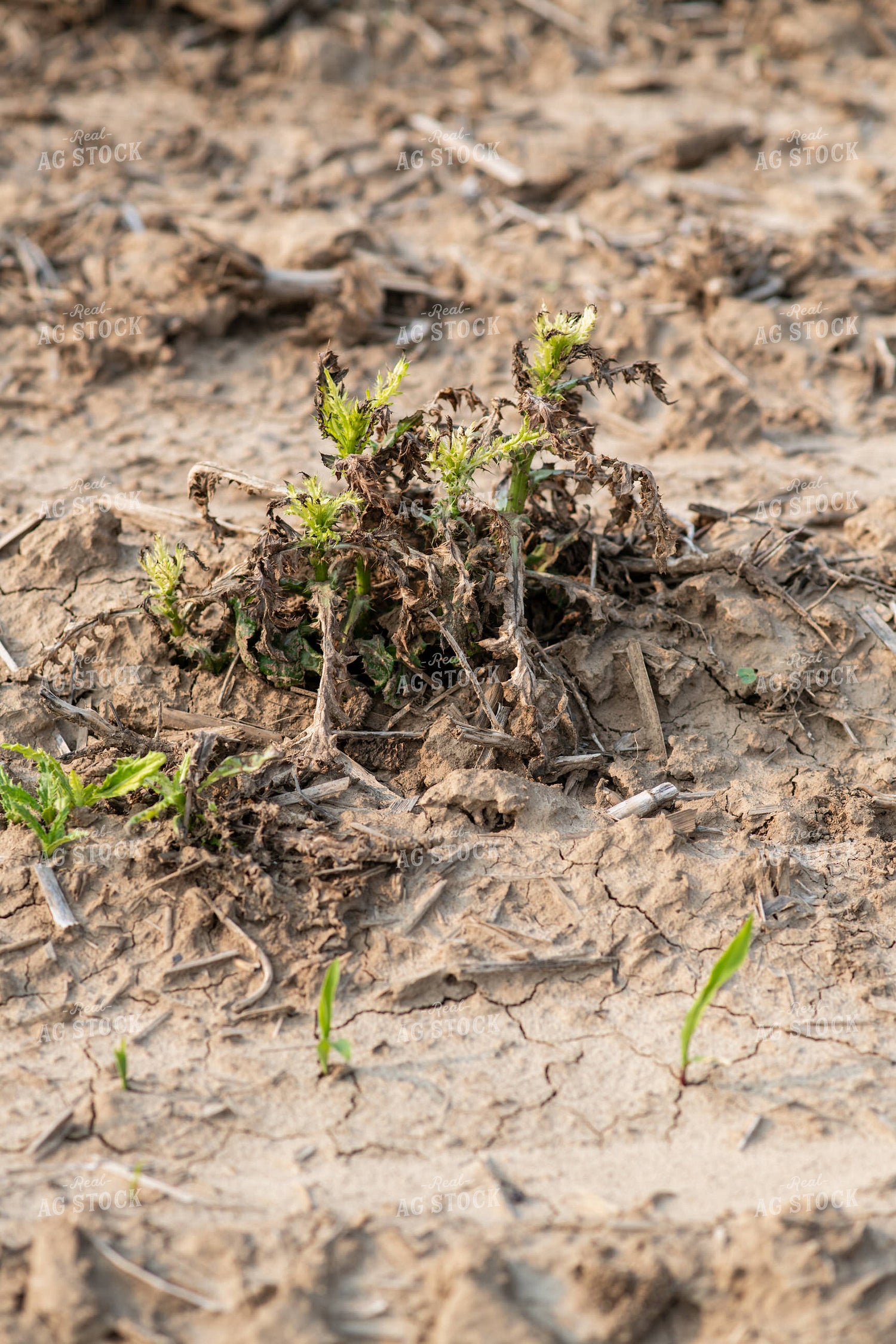 Emerging Corn 76685