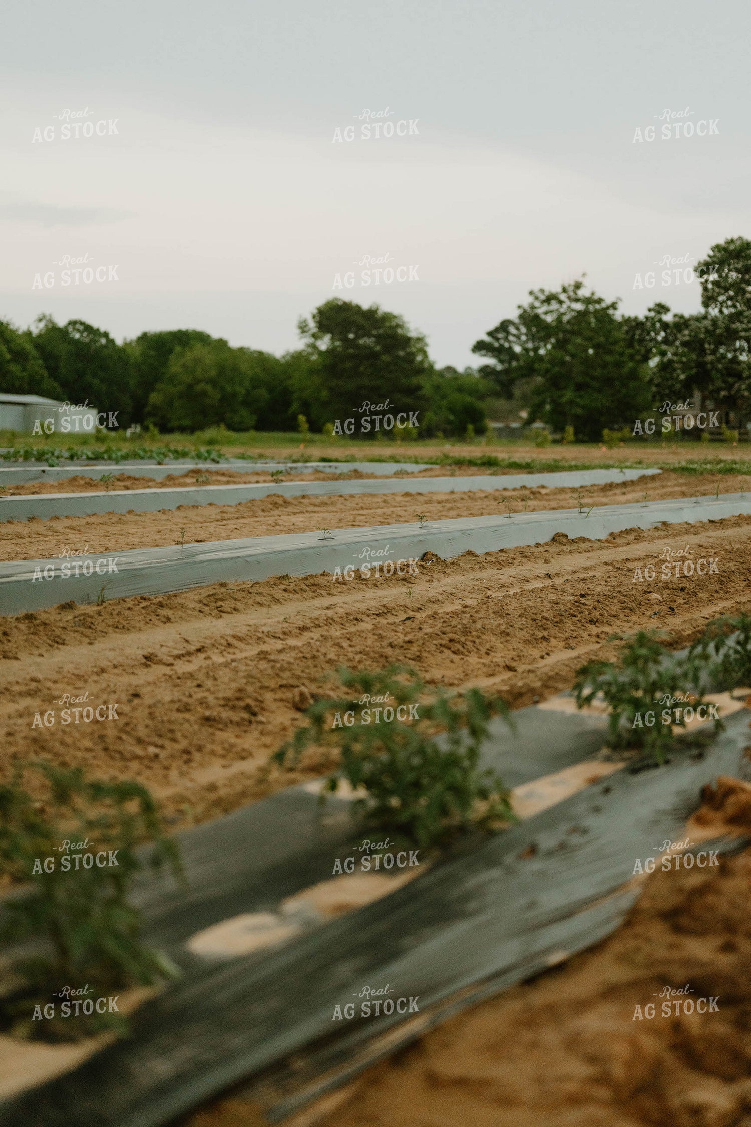 Plasticulture 125249