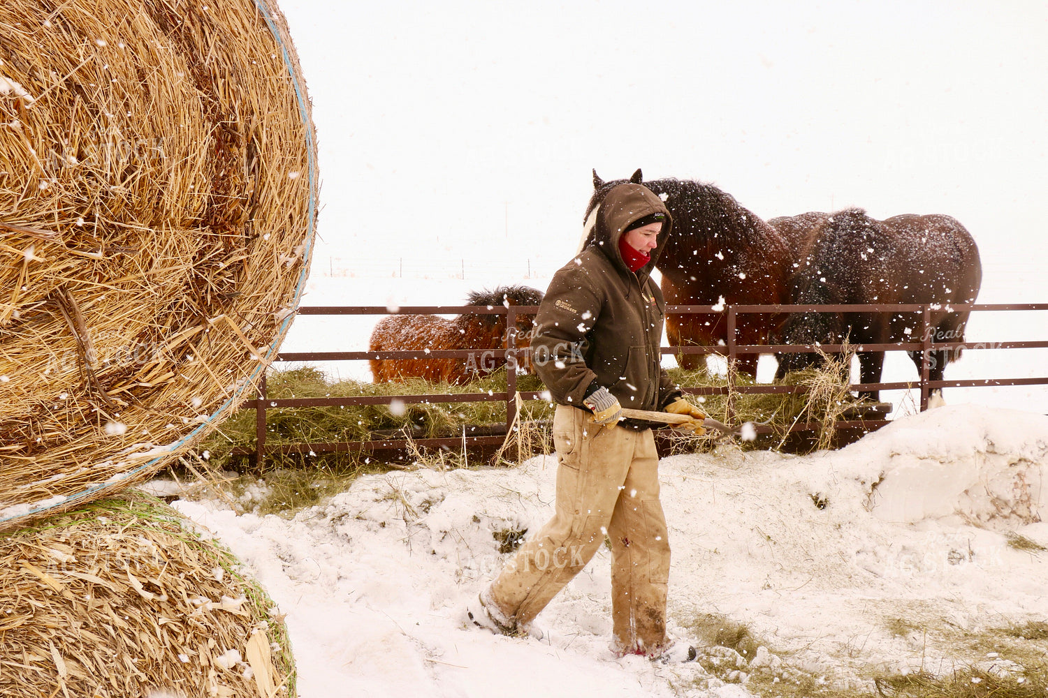 Feeding Horses 299237