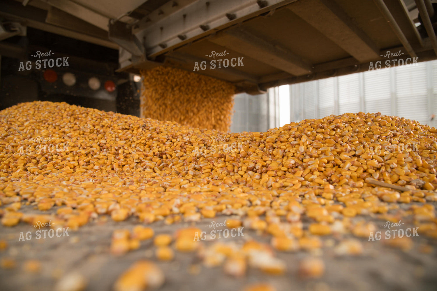 Corn Dumping into Grain Pit 26015