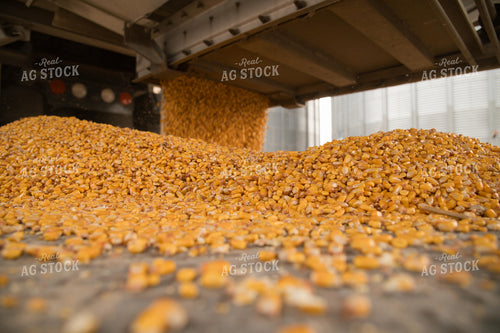 Corn Dumping into Grain Pit 26015