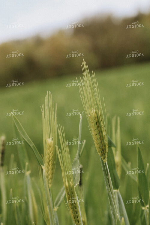 Heading Wheat 101039
