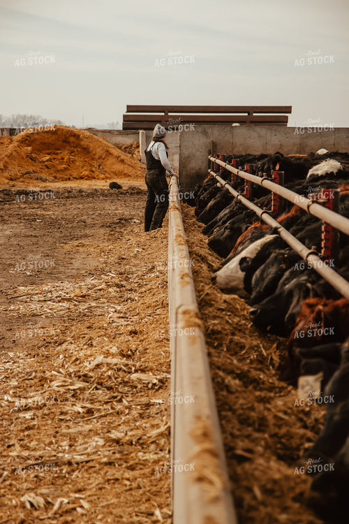 Cattle Eating in Feedlot 67615