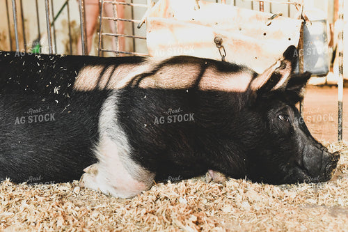 Pig in Pen with Shavings 86024