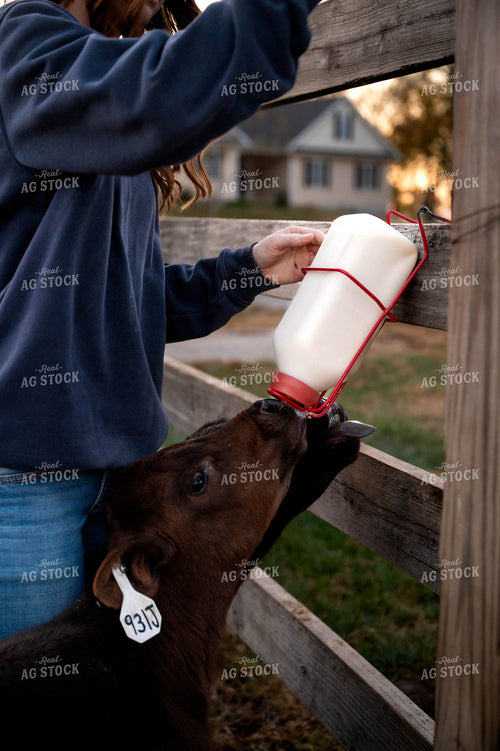 Female Farmer Feeding Bottle Calves 115512