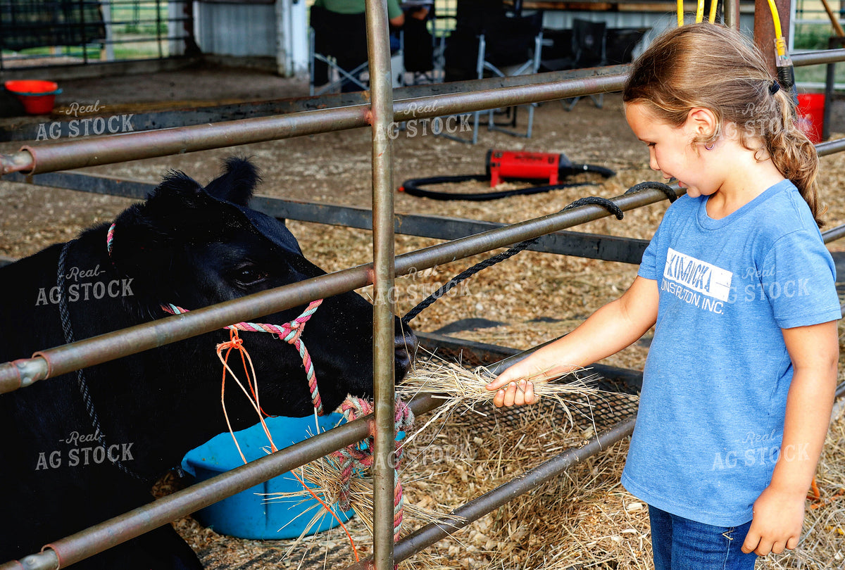 Farm Kid Feeding Show Cattle 141708