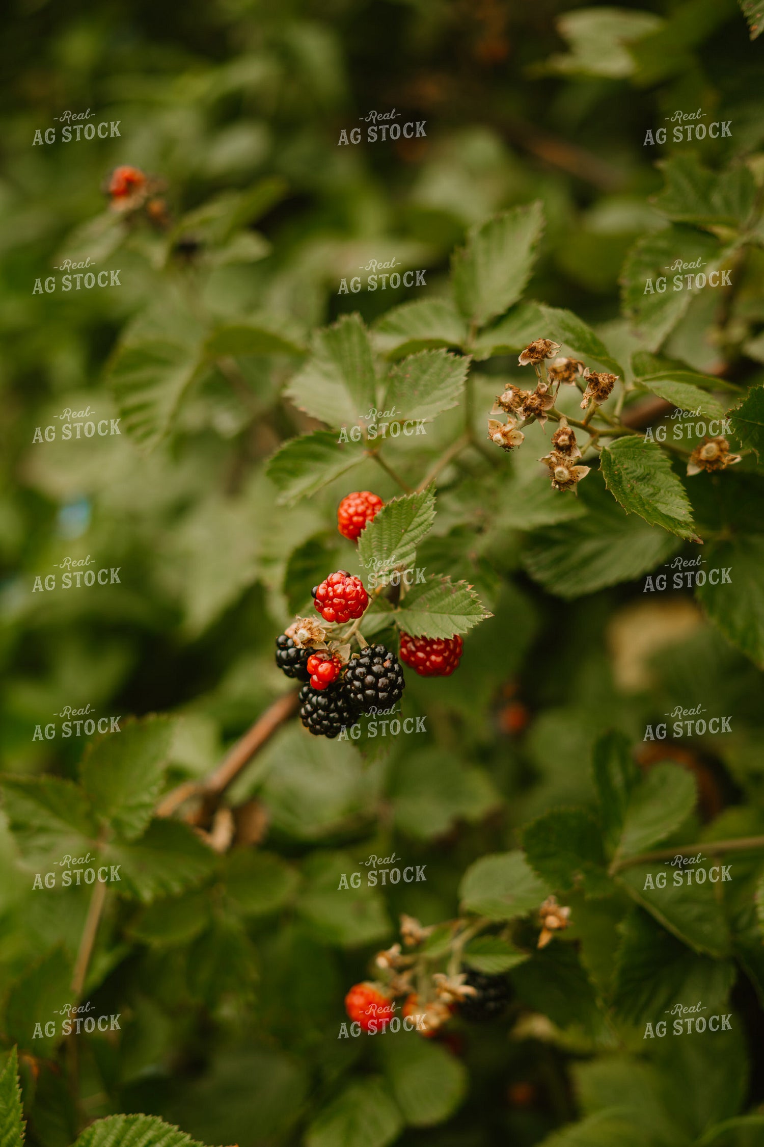 Blackberries 125370