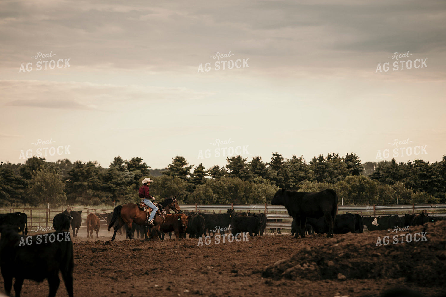 Feedyard 3071