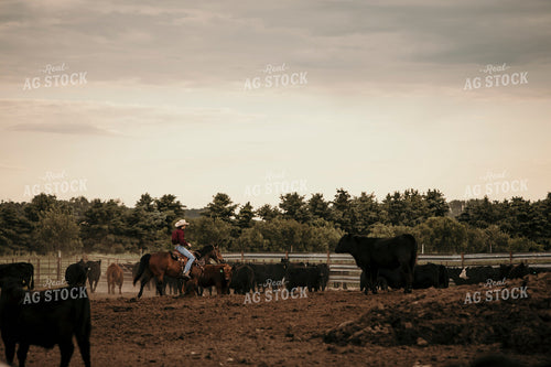 Feedyard 3071