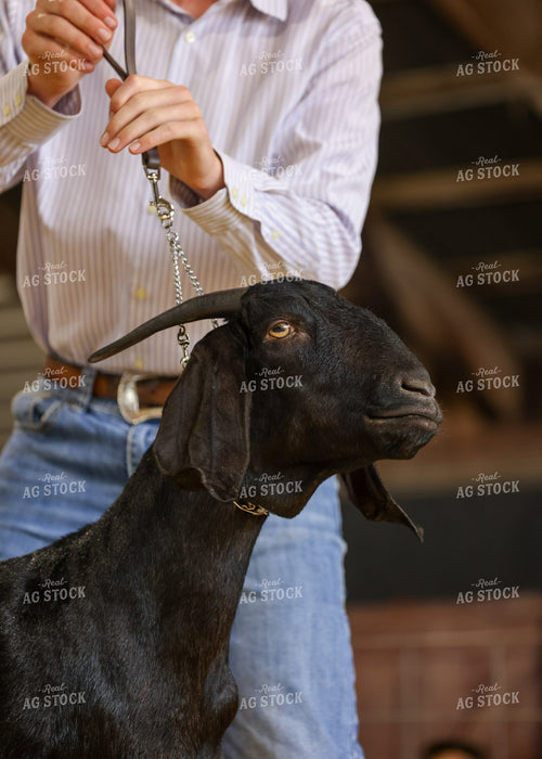 Showing Goats 160116