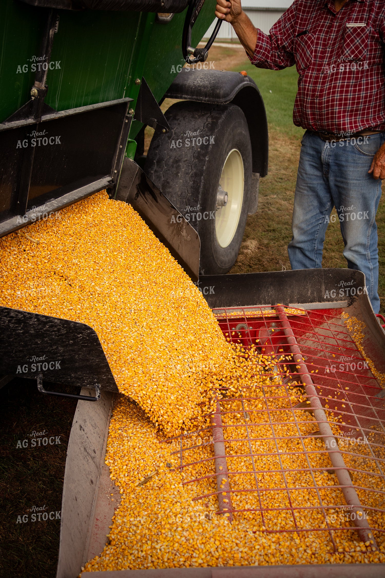 Unloading Harvested Corn 268163