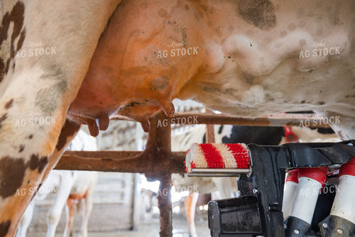 Robotic Milking Unit in Use 270204