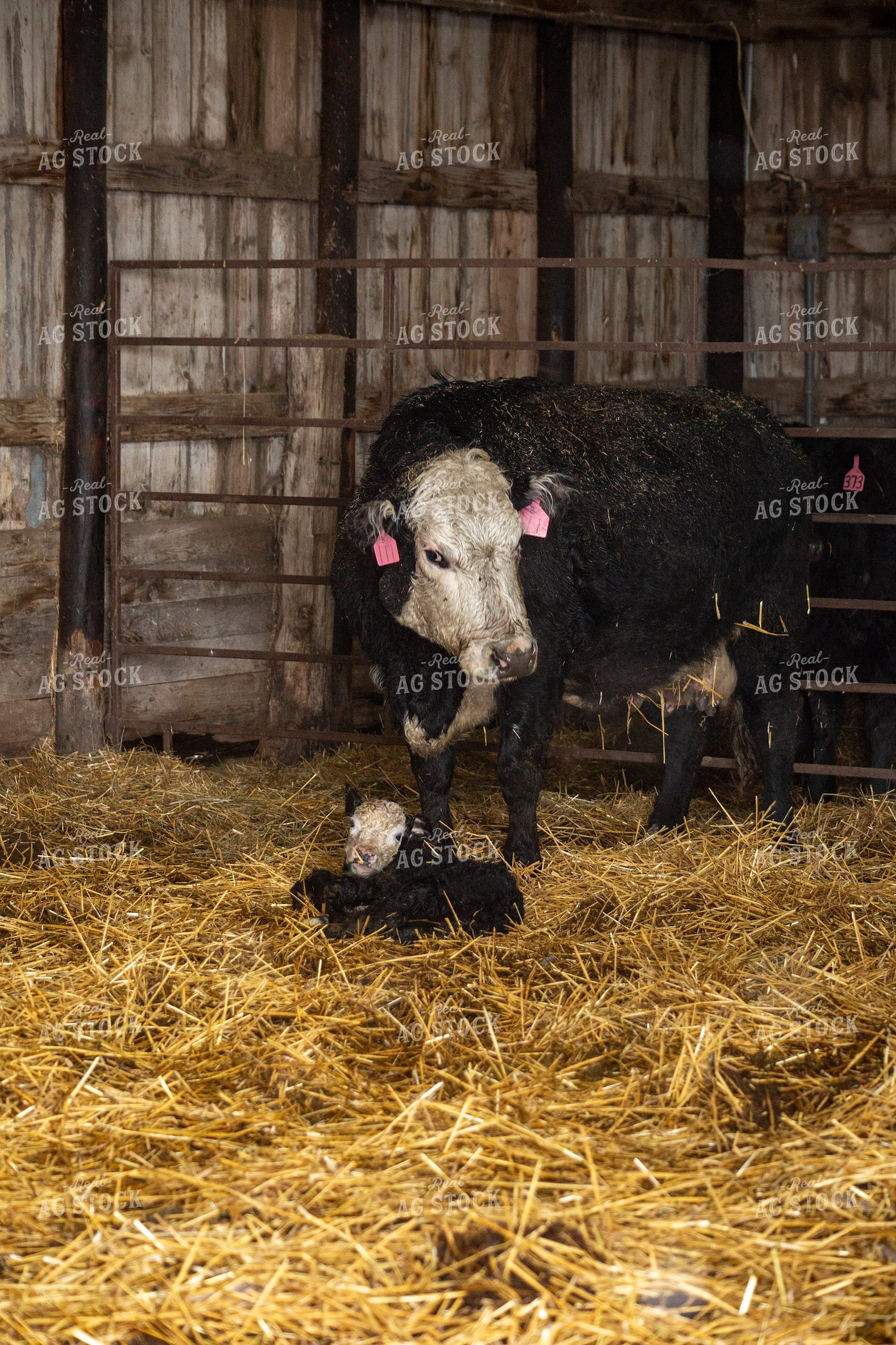 Newborn Calf and Cow 155463