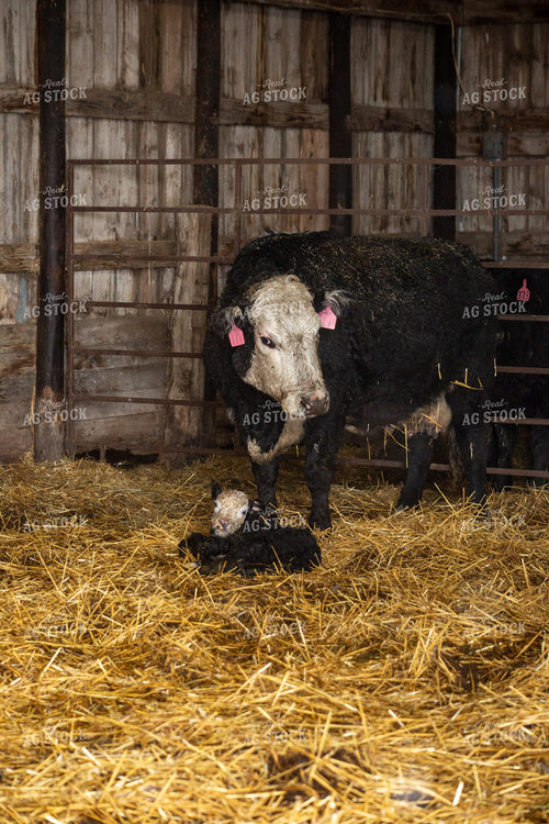 Newborn Calf and Cow 155463