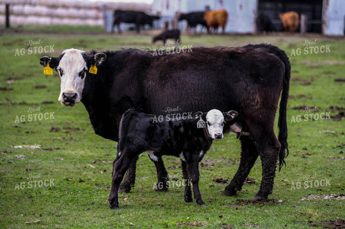 Cow Calf Pair 185108