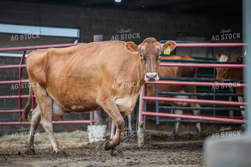Jersey Dairy Cows 270575