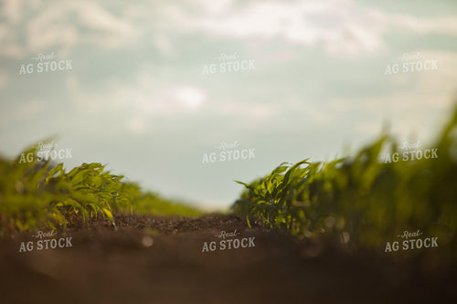 Corn - Mid-Season 1223