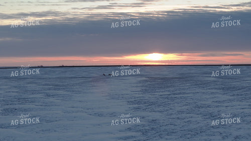 Deer on Snowy Field 239565