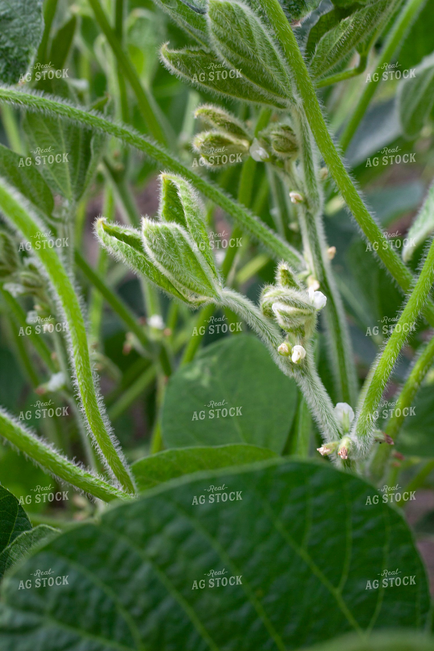 Flowering Soybeans 132226
