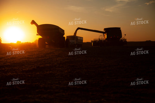 Harvest 1828