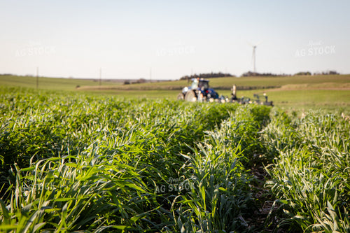 Planting into Rye Cover Crop 268332